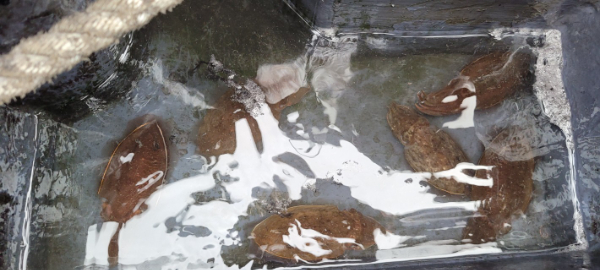 예지퀸호 농어외수질&어초낚시 경기인천권_사진_20251013_6.jpg