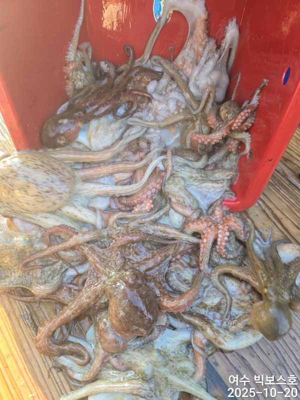 ♡ 여수 빅보스 ♡문어,갑오징어,쭈꾸미,타이라바(참돔)_사진_20251020_16.jpg