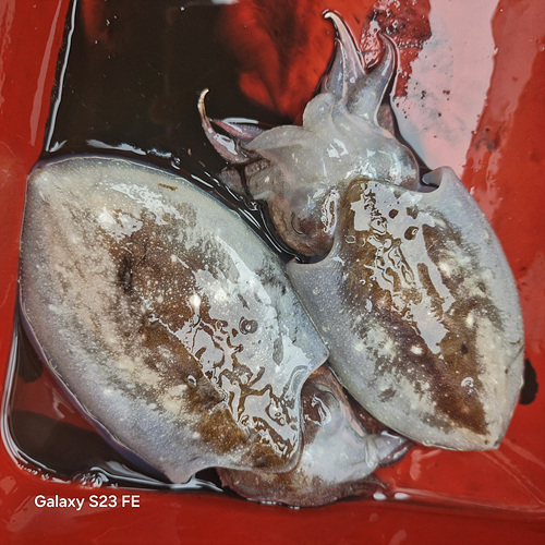 인천쭈꾸미낚시 (9).jpg