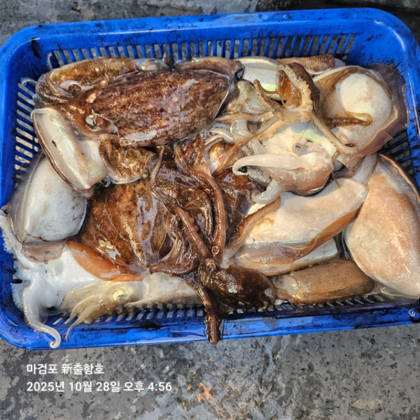 ꫛꫀꪝ✧‧˚ 태안 마검포 新출항호 .• _˚☀₊_사진_20251028_14.jpg