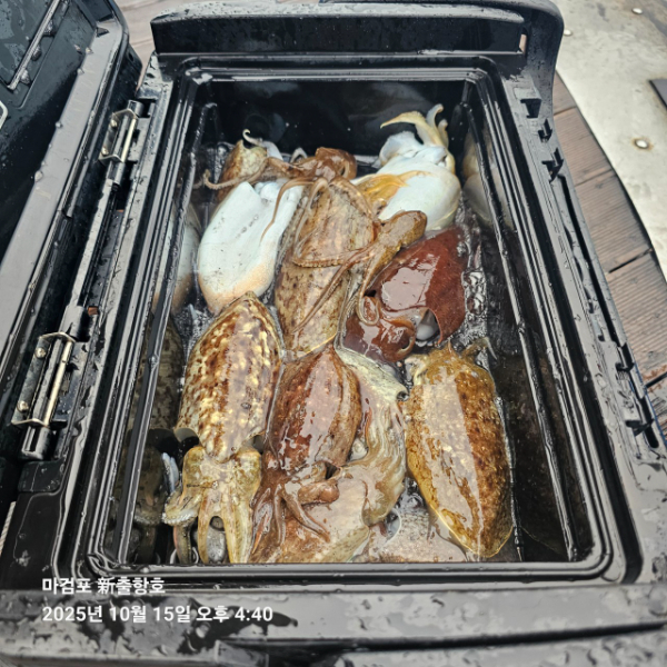 ꫛꫀꪝ✧‧˚ 태안 마검포 新출항호 .• _˚☀₊_사진_20251015_2.jpg