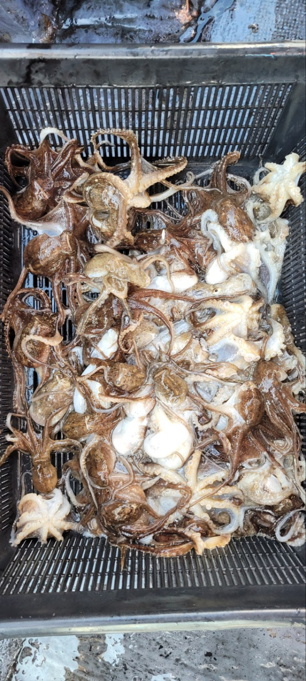 예지퀸호 농어외수질&어초낚시 경기인천권_사진_20251026_14.jpg