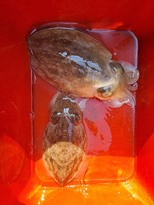 인천쭈꾸미낚시 (6).jpg