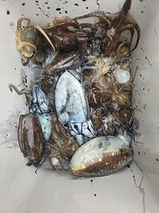 인천쭈꾸미낚시 (17).jpg