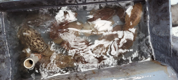 예지퀸호 농어외수질&어초낚시 경기인천권_사진_20251018_14.jpg