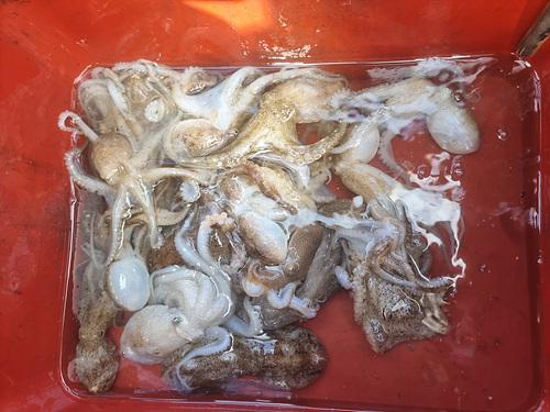 인천쭈꾸미낚시 (18).jpg