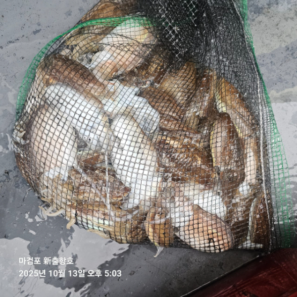 ꫛꫀꪝ✧‧˚ 태안 마검포 新출항호 .• _˚☀₊_사진_20251013_13.jpg