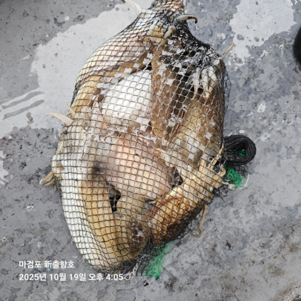 ꫛꫀꪝ✧‧˚ 태안 마검포 新출항호 .• _˚☀₊_사진_20251019_10.jpg