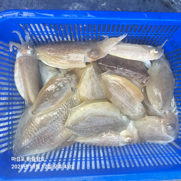 ꫛꫀꪝ✧‧˚ 태안 마검포 新출항호 .• _˚☀₊_사진_20251013_15.jpg