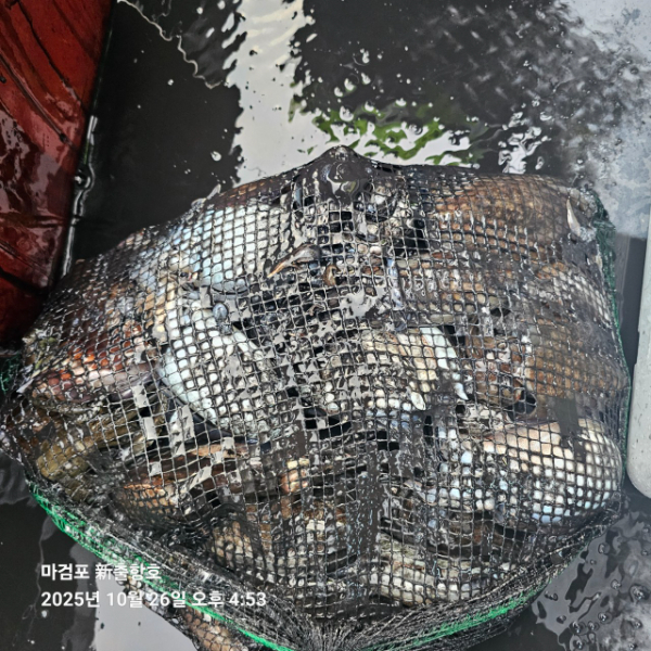 ꫛꫀꪝ✧‧˚ 태안 마검포 新출항호 .• _˚☀₊_사진_20251026_12.jpg