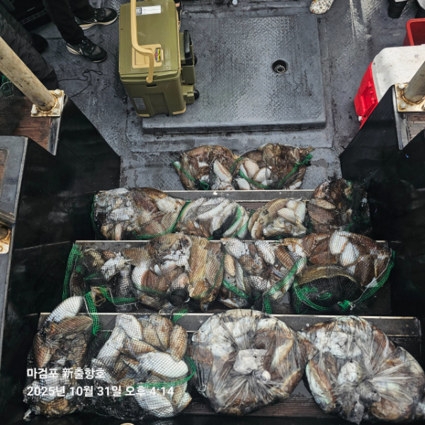 ꫛꫀꪝ✧‧˚ 태안 마검포 新출항호 .• _˚☀₊_사진_20251031_2.jpg