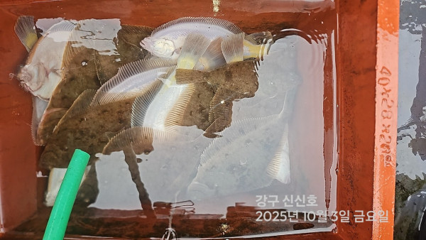 신신낚시 강구점 신신호_사진_20251003_10.jpg