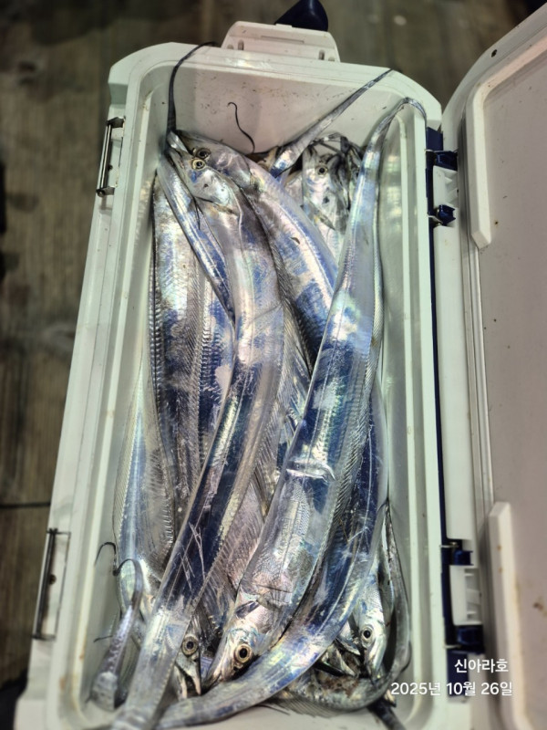 바다꾼낚시(신아라호)_사진_20251026_21.jpg