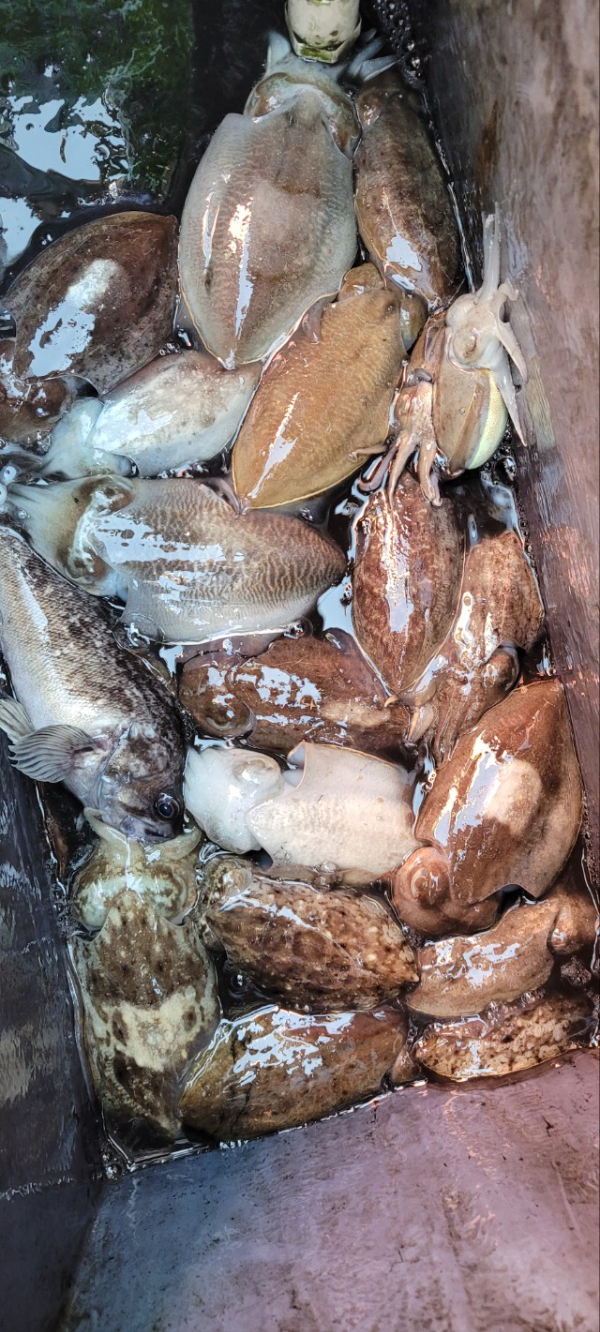 예지퀸호 농어외수질&어초낚시 경기인천권_사진_20251026_3.jpg