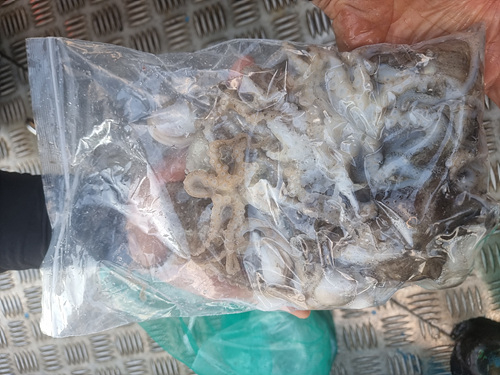 인천쭈꾸미낚시 (7).jpg