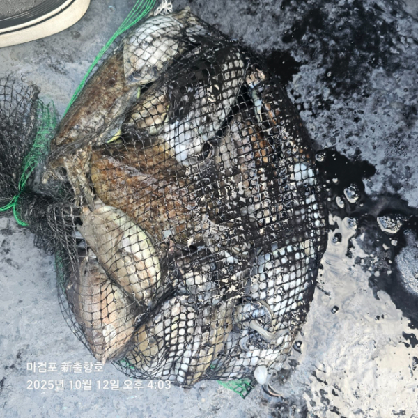 ꫛꫀꪝ✧‧˚ 태안 마검포 新출항호 .• _˚☀₊_사진_20251013_6.jpg