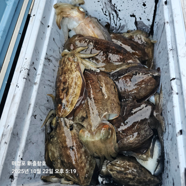 ꫛꫀꪝ✧‧˚ 태안 마검포 新출항호 .• _˚☀₊_사진_20251022_4.jpg