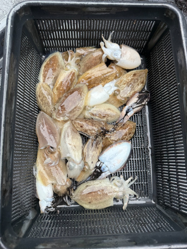 예지퀸호 농어외수질&어초낚시 경기인천권_사진_20251004_9.jpg