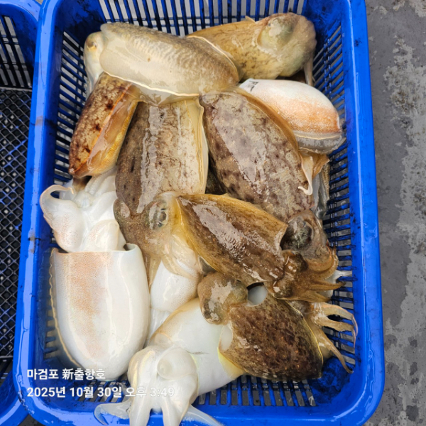 ꫛꫀꪝ✧‧˚ 태안 마검포 新출항호 .• _˚☀₊_사진_20251030_6.jpg