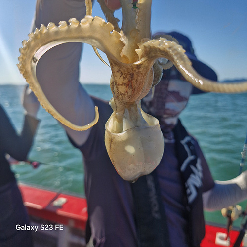 인천쭈꾸미낚시 (3).jpg