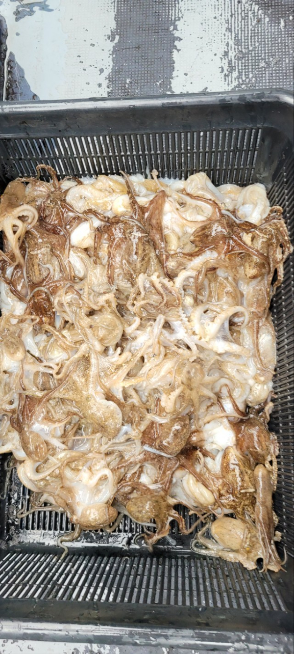 예지퀸호 농어외수질&어초낚시 경기인천권_사진_20251004_14.jpg