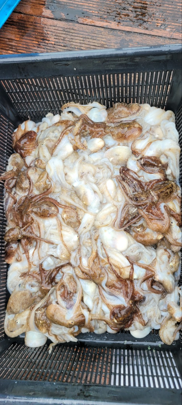 예지퀸호 농어외수질&어초낚시 경기인천권_사진_20251004_15.jpg