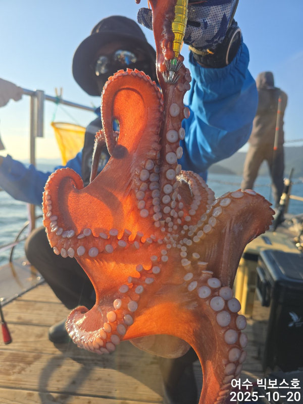 ♡ 여수 빅보스 ♡문어,갑오징어,쭈꾸미,타이라바(참돔)_사진_20251020_12.jpg