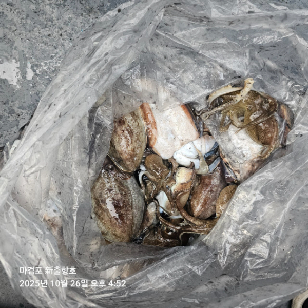 ꫛꫀꪝ✧‧˚ 태안 마검포 新출항호 .• _˚☀₊_사진_20251026_8.jpg