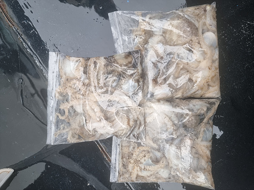 인천쭈꾸미낚시 (1).jpg