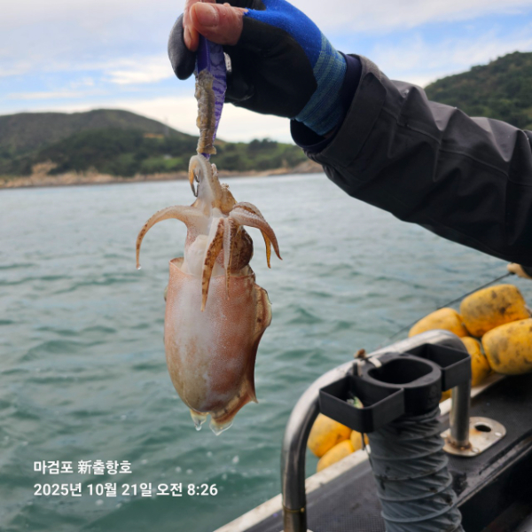 ꫛꫀꪝ✧‧˚ 태안 마검포 新출항호 .• _˚☀₊_사진_20251021_1.jpg