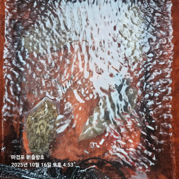 ꫛꫀꪝ✧‧˚ 태안 마검포 新출항호 .• _˚☀₊_사진_20251016_12.jpg