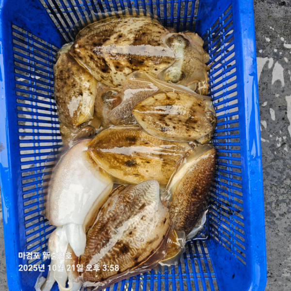 ꫛꫀꪝ✧‧˚ 태안 마검포 新출항호 .• _˚☀₊_사진_20251021_14.jpg