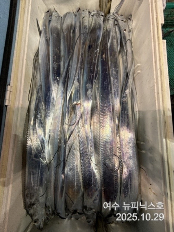 20910월29일갈치 (25).jpg