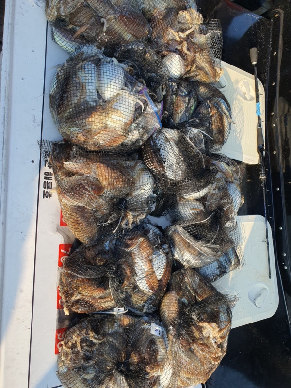 군산 선상낚시, 바다낚시 출조 전문 ☆서군산낚시☆_사진_20251031_4.jpg