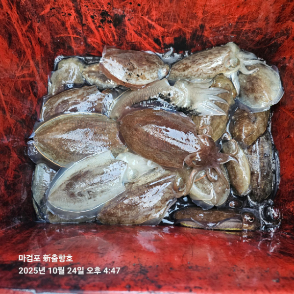 ꫛꫀꪝ✧‧˚ 태안 마검포 新출항호 .• _˚☀₊_사진_20251024_8.jpg