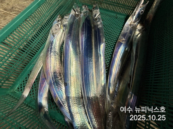 10월26일갈치 (15).jpg