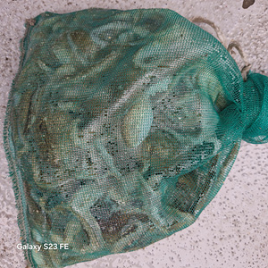 인천쭈꾸미낚시 (16).jpg