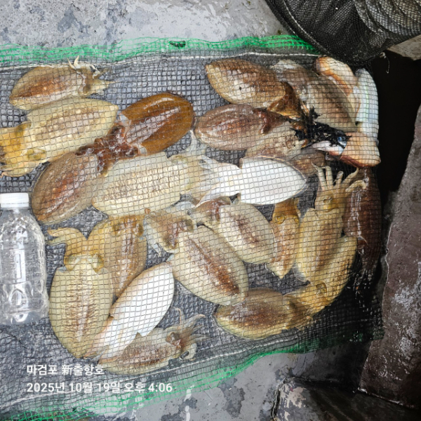 ꫛꫀꪝ✧‧˚ 태안 마검포 新출항호 .• _˚☀₊_사진_20251019_11.jpg