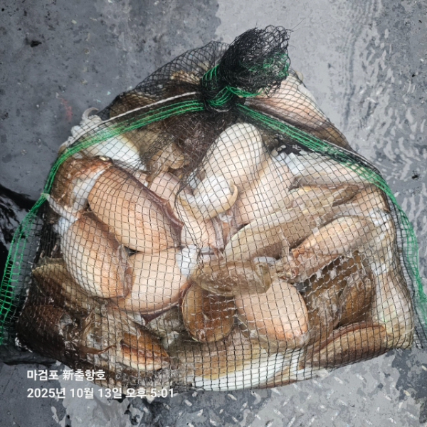 ꫛꫀꪝ✧‧˚ 태안 마검포 新출항호 .• _˚☀₊_사진_20251013_7.jpg