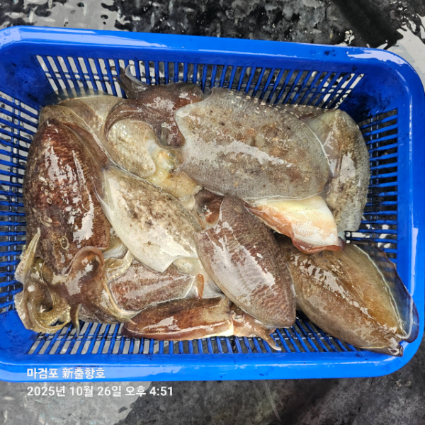 ꫛꫀꪝ✧‧˚ 태안 마검포 新출항호 .• _˚☀₊_사진_20251026_5.jpg