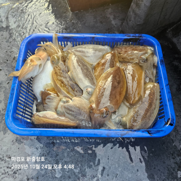 ꫛꫀꪝ✧‧˚ 태안 마검포 新출항호 .• _˚☀₊_사진_20251024_11.jpg