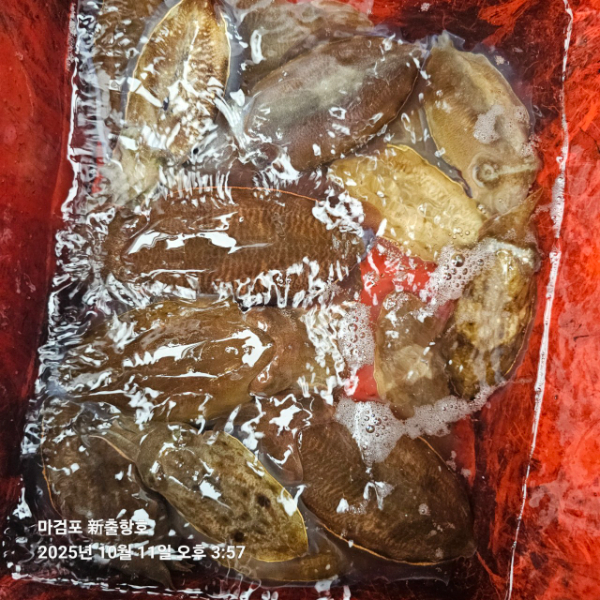 ꫛꫀꪝ✧‧˚ 태안 마검포 新출항호 .• _˚☀₊_사진_20251011_9.jpg