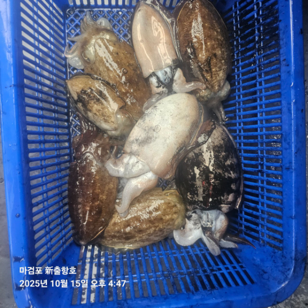 ꫛꫀꪝ✧‧˚ 태안 마검포 新출항호 .• _˚☀₊_사진_20251015_14.jpg
