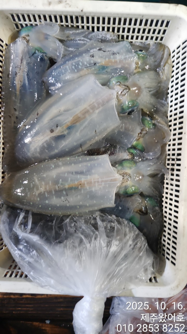제주왔어호_사진_20251017_16.jpg