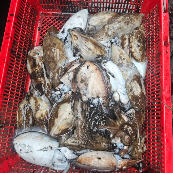 마검포 대한호(VIP)_사진_20251002_3.jpg