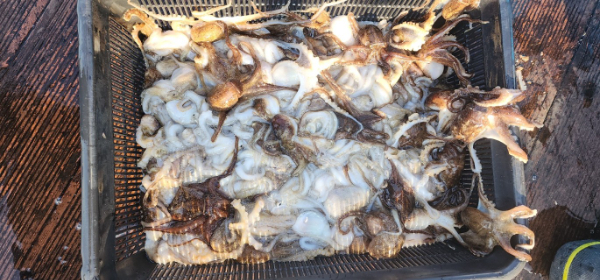 예지퀸호 농어외수질&어초낚시 경기인천권_사진_20251029_3.jpg