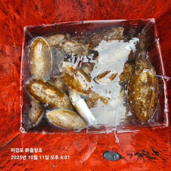 ꫛꫀꪝ✧‧˚ 태안 마검포 新출항호 .• _˚☀₊_사진_20251011_3.jpg