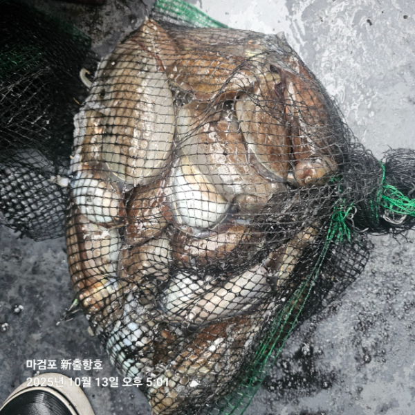 ꫛꫀꪝ✧‧˚ 태안 마검포 新출항호 .• _˚☀₊_사진_20251013_10.jpg