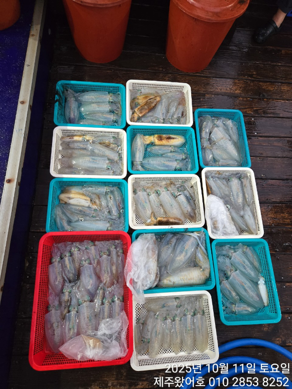 제주왔어호_사진_20251012_1.jpg