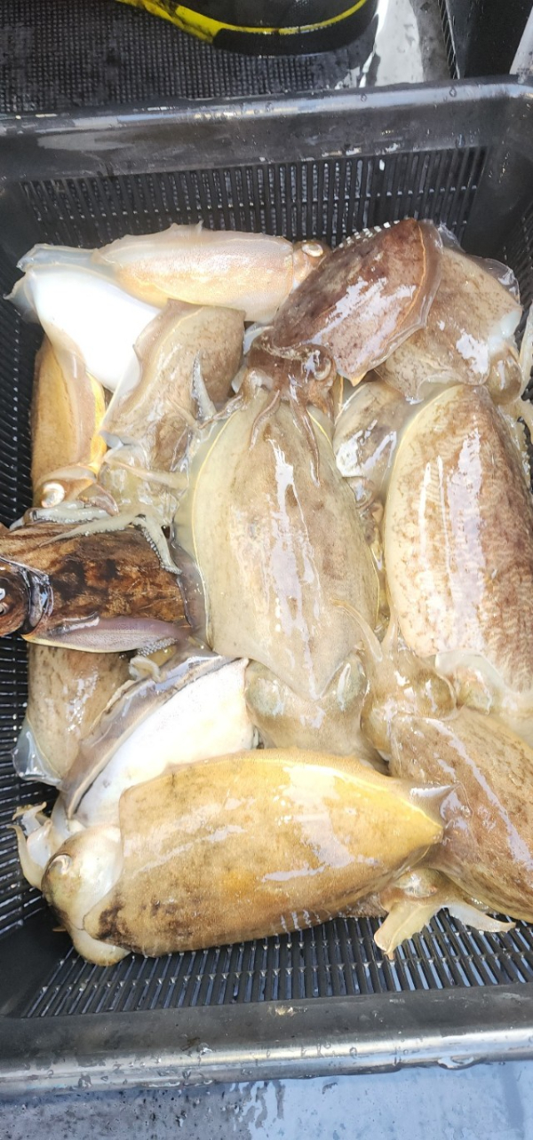 예지퀸호 농어외수질&어초낚시 경기인천권_사진_20251029_10.jpg